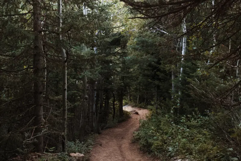 Dirt walking trail through trees